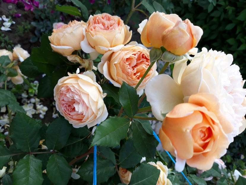  - CROWN PRINCESS MARGARETH David Austin 3