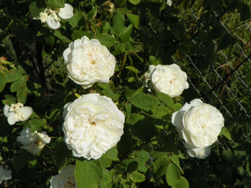 Mme. Hardy - Trandafiri 2018 2