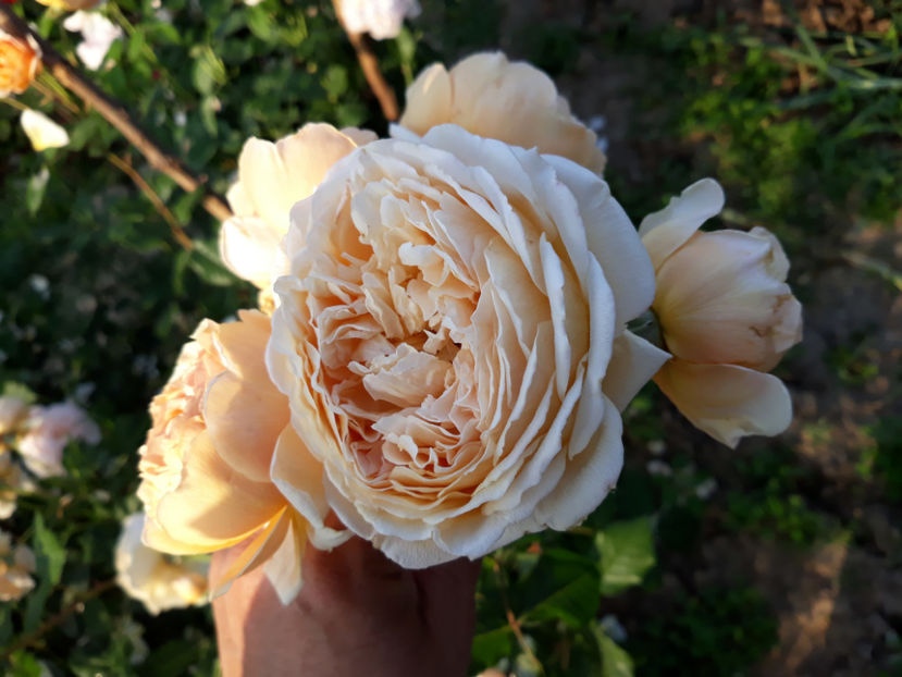  - CROWN PRINCESS MARGARETH David Austin 3