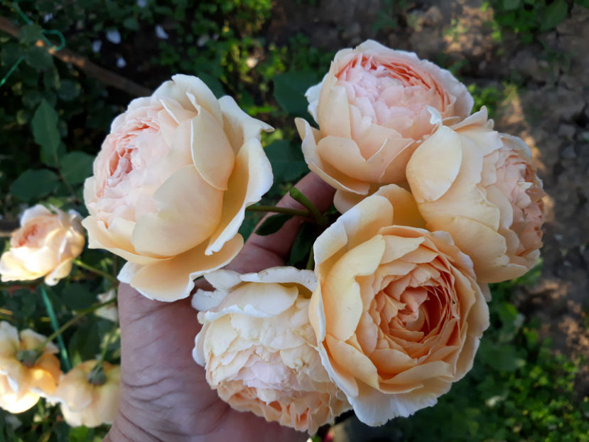  - CROWN PRINCESS MARGARETH David Austin 3