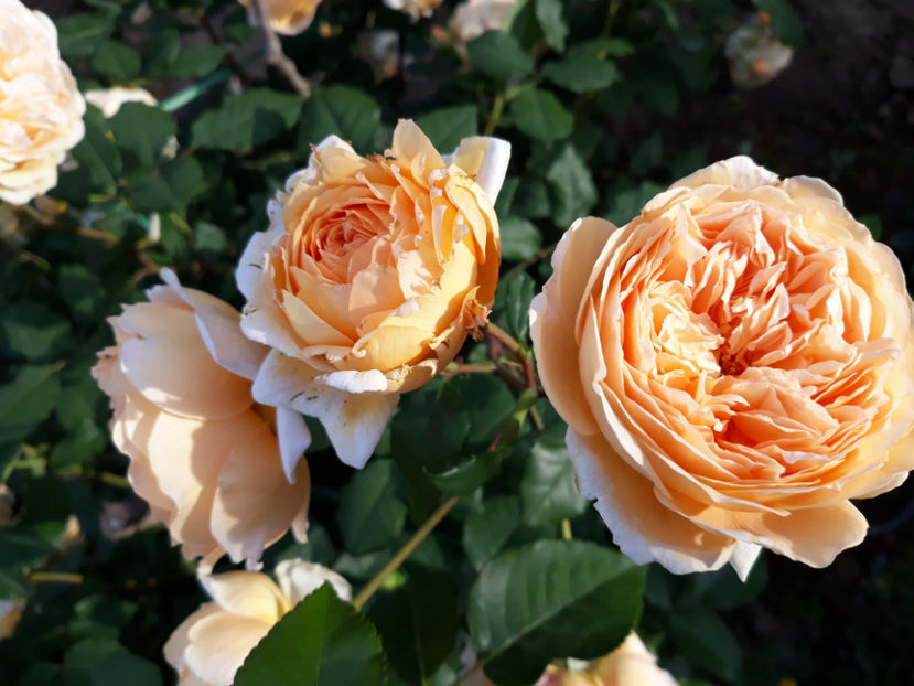  - CROWN PRINCESS MARGARETH David Austin 3