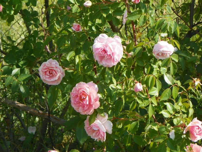 Kir Royal - Trandafiri 2018 2