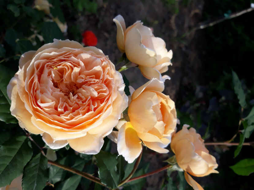  - CROWN PRINCESS MARGARETH David Austin 3