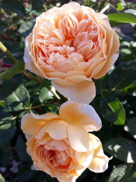  - CROWN PRINCESS MARGARETH David Austin 3