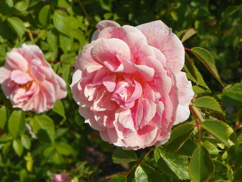 Kir Royal - Trandafiri 2018 2