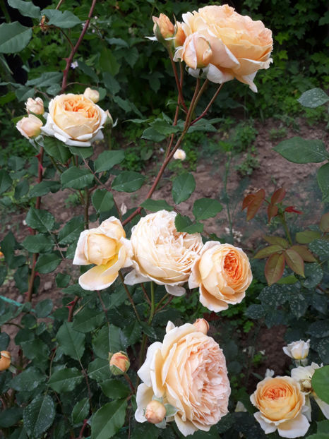  - CROWN PRINCESS MARGARETH David Austin 3