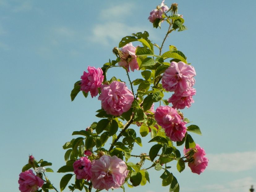 Kazanlik - Trandafiri 2018 2