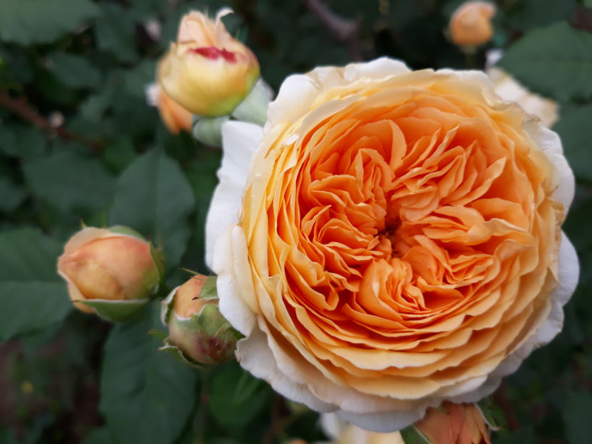 - CROWN PRINCESS MARGARETH David Austin 3