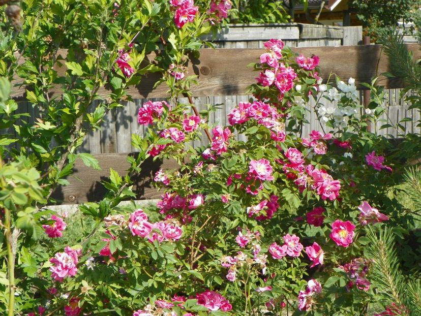 William Baffin - Trandafiri 2018 2