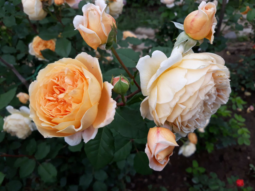  - CROWN PRINCESS MARGARETH David Austin 3