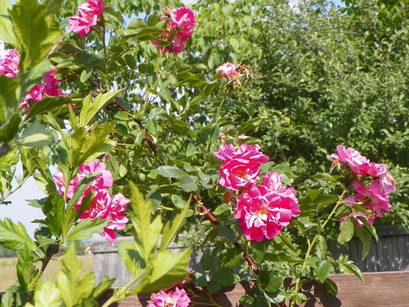 William Baffin - Trandafiri 2018 2