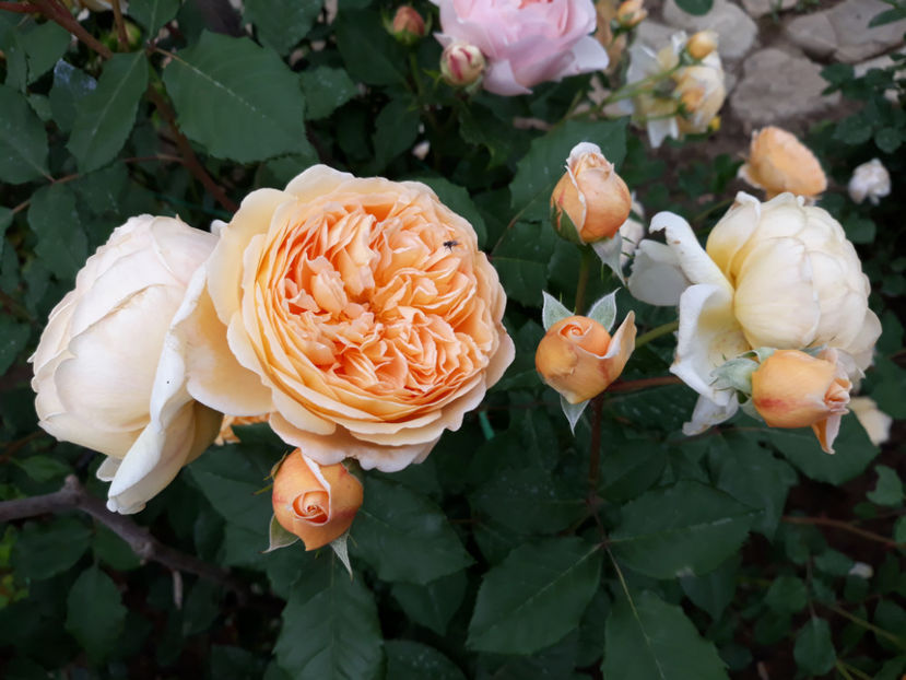  - CROWN PRINCESS MARGARETH David Austin 3