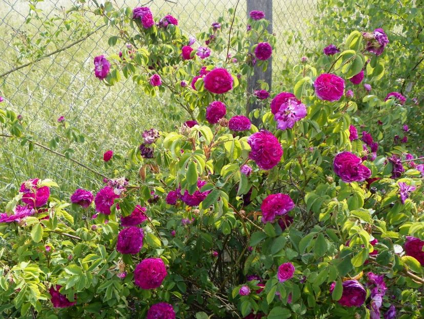 Charles de Mills - Trandafiri 2018 2