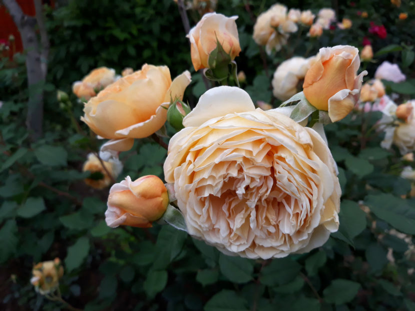  - CROWN PRINCESS MARGARETH David Austin 3