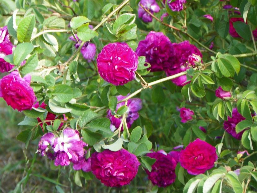 Charles de Mills - Trandafiri 2018 2