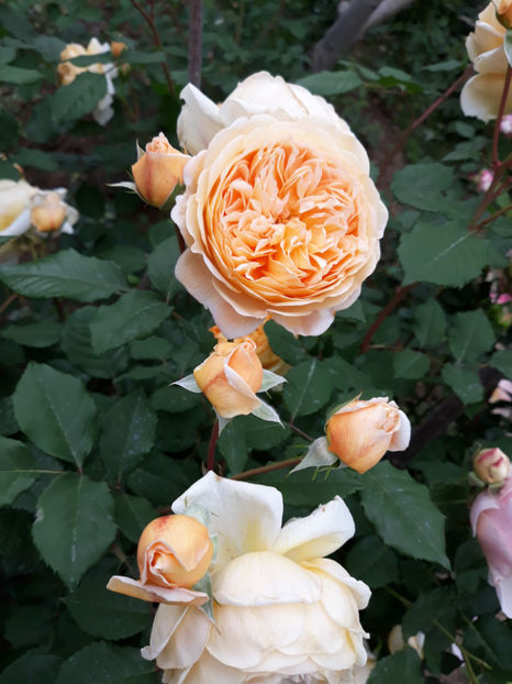  - CROWN PRINCESS MARGARETH David Austin 3