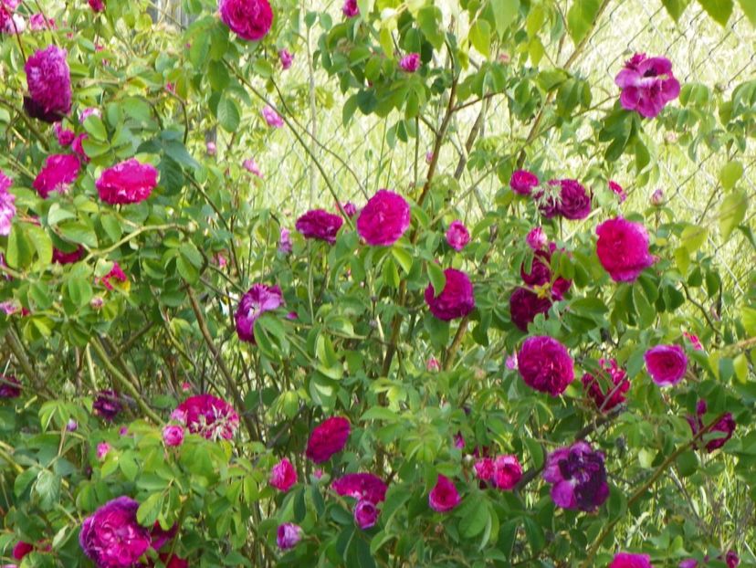 Charles de Mills - Trandafiri 2018 2