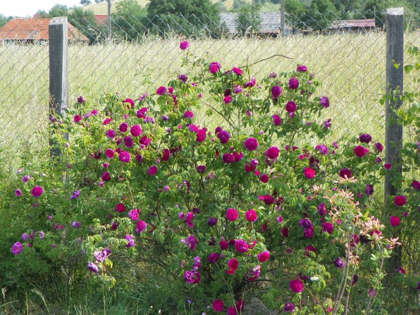 Charles de Mills - Trandafiri 2018 2