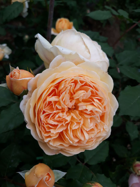  - CROWN PRINCESS MARGARETH David Austin 3