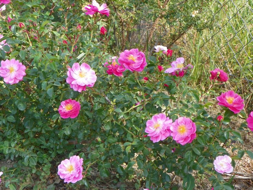 Magic Meillandecor - Trandafiri 2018 2