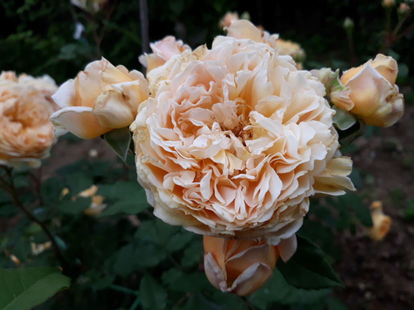  - CROWN PRINCESS MARGARETH David Austin 3