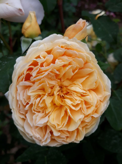  - CROWN PRINCESS MARGARETH David Austin 3