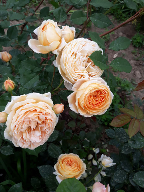  - CROWN PRINCESS MARGARETH David Austin 3