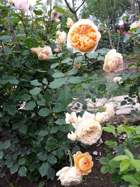  - CROWN PRINCESS MARGARETH David Austin 3