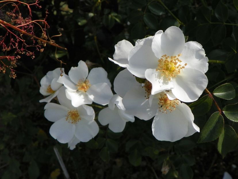 Escimo - Trandafiri 2018 2