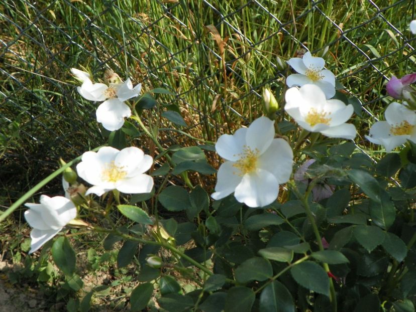 Escimo - Trandafiri 2018 2