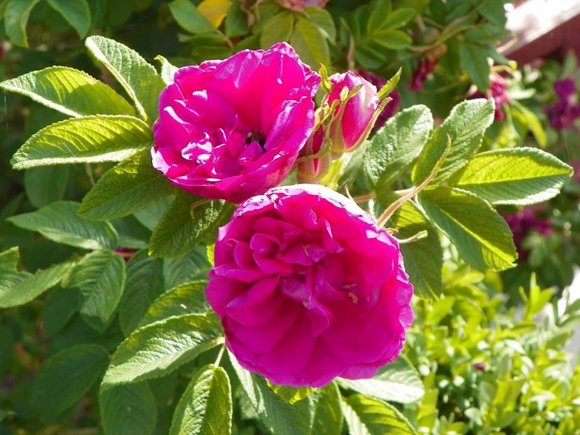 Hansa - Trandafiri 2018 2