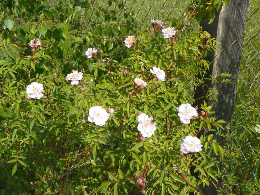 Little Rambler - Trandafiri 2018 2