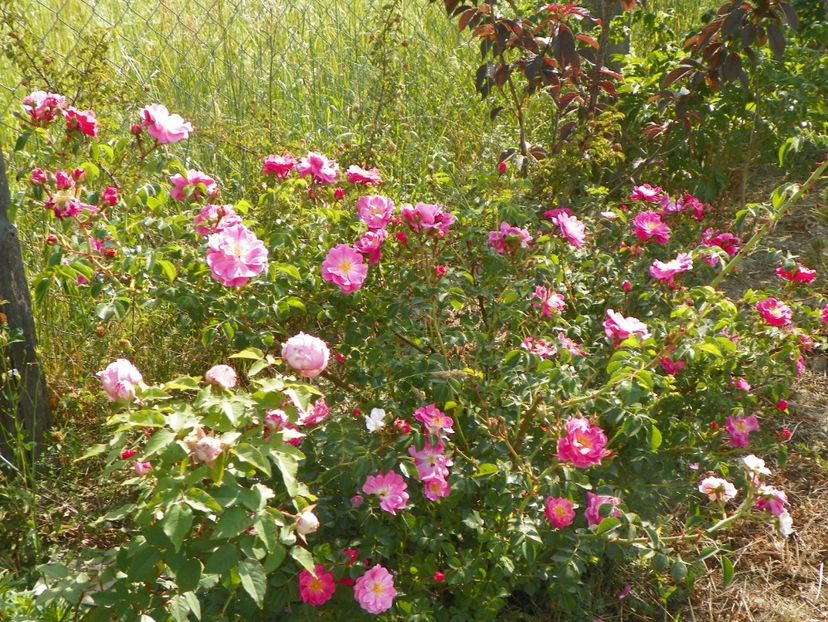 Magic Meillandecor - Trandafiri 2018 2