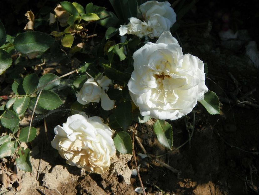 White Meidiland - Trandafiri 2018 2