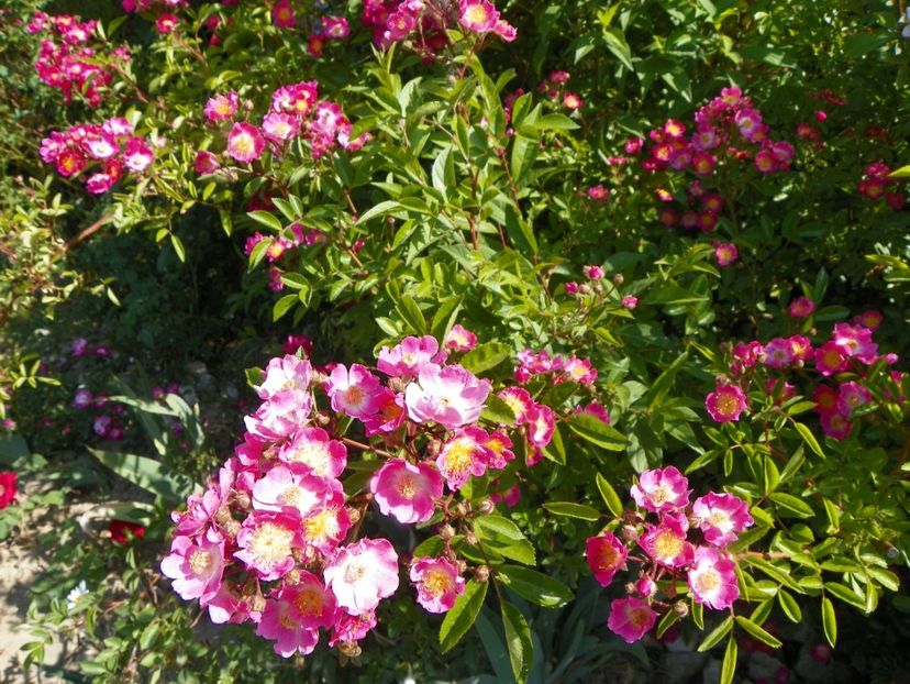 Maria Lisa - Trandafiri 2018 2