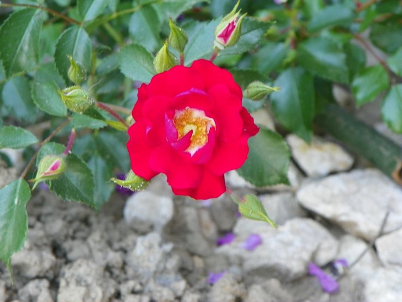 Rambling Rosie - Trandafiri 2018 2