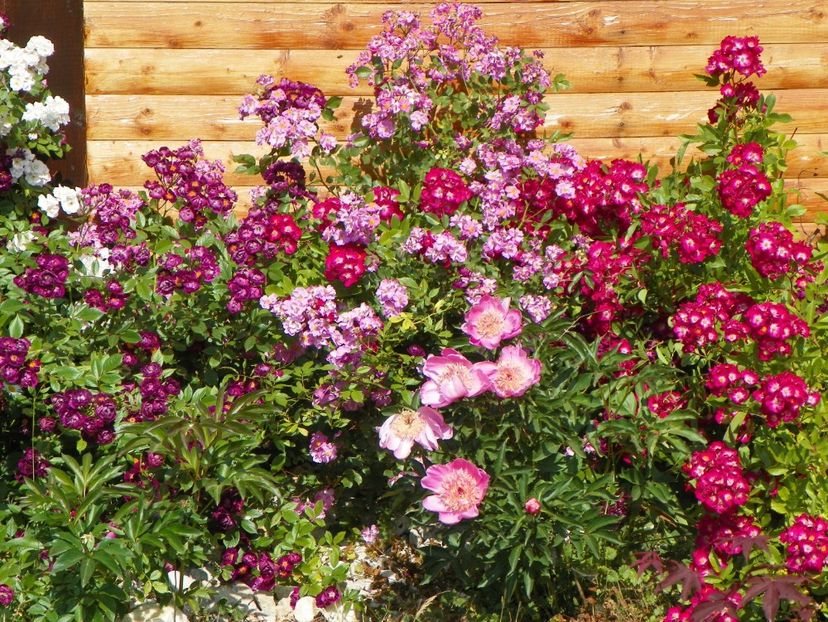 Violette, Lavender Dream, Red Ballerina - Trandafiri 2018 2