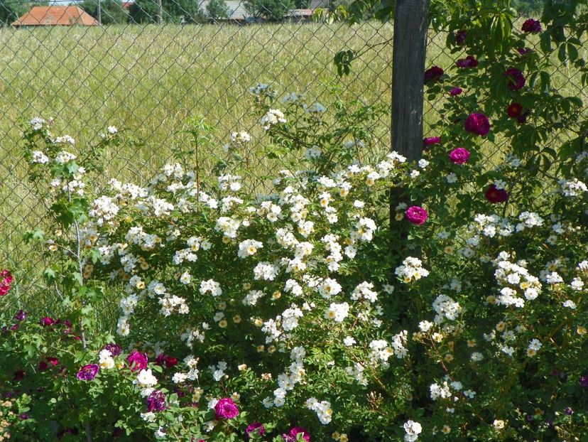 Helenae Semiplena si Gipsy Boy - Trandafiri 2018 2