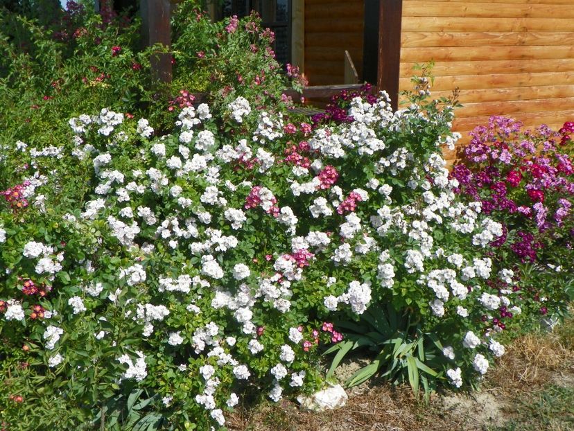 Perennial Blush - Trandafiri 2018 2