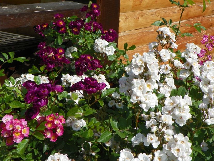 Violette, Maria Lisa, Perennial Blush - Trandafiri 2018 2