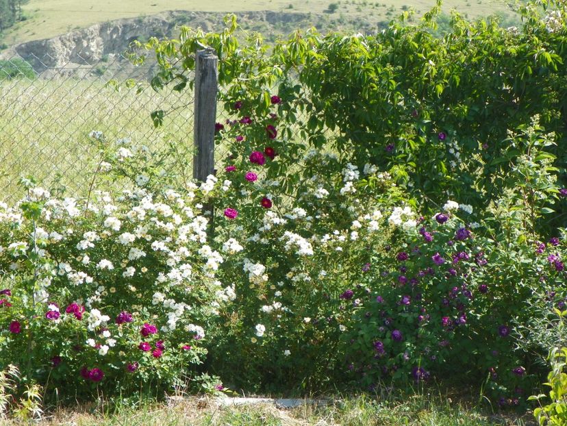 Helenae Semiplena si Gipsy Boy - Trandafiri 2018 2