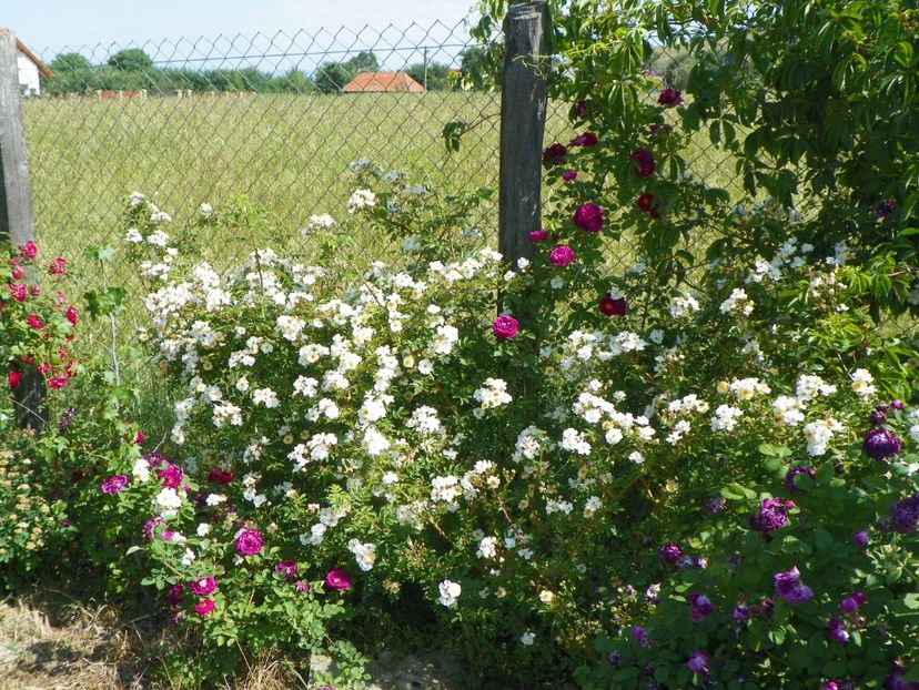 Helenae Semiplena - Trandafiri 2018 2