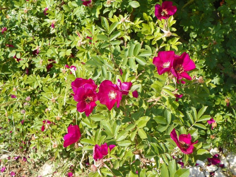 Ann Endt - Trandafiri 2018 2