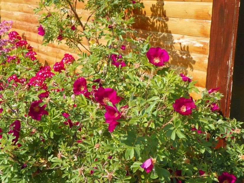 Ann Endt - Trandafiri 2018 2