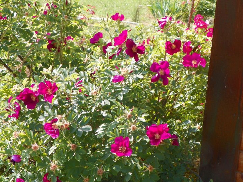 Ann Endt - Trandafiri 2018 2