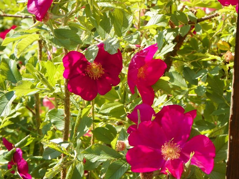 Ann Endt - Trandafiri 2018 2