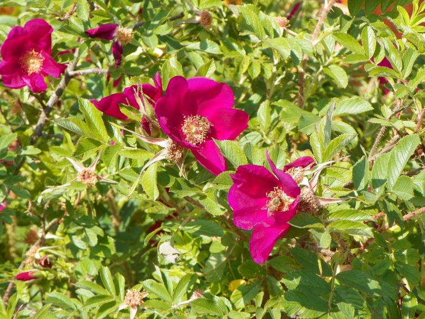 Ann Endt - Trandafiri 2018 2