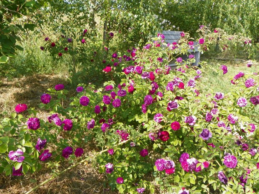 Himmelsauge - Trandafiri 2018 2