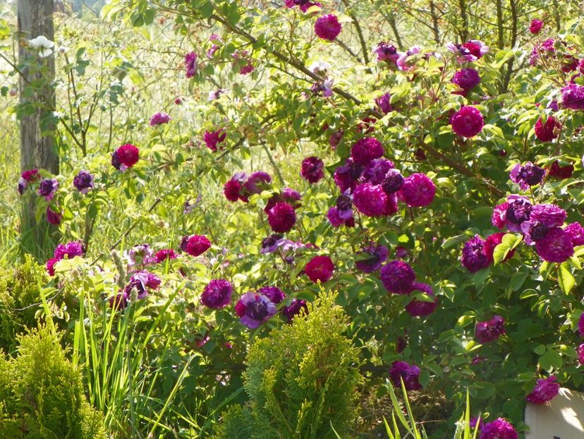 Himmelsauge - Trandafiri 2018 2