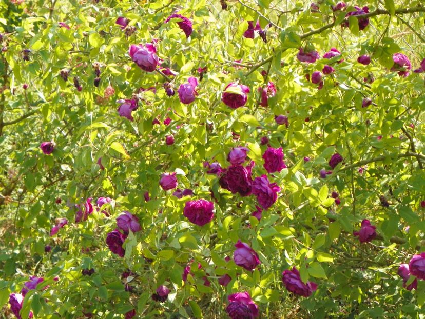 Himmelsauge - Trandafiri 2018 2